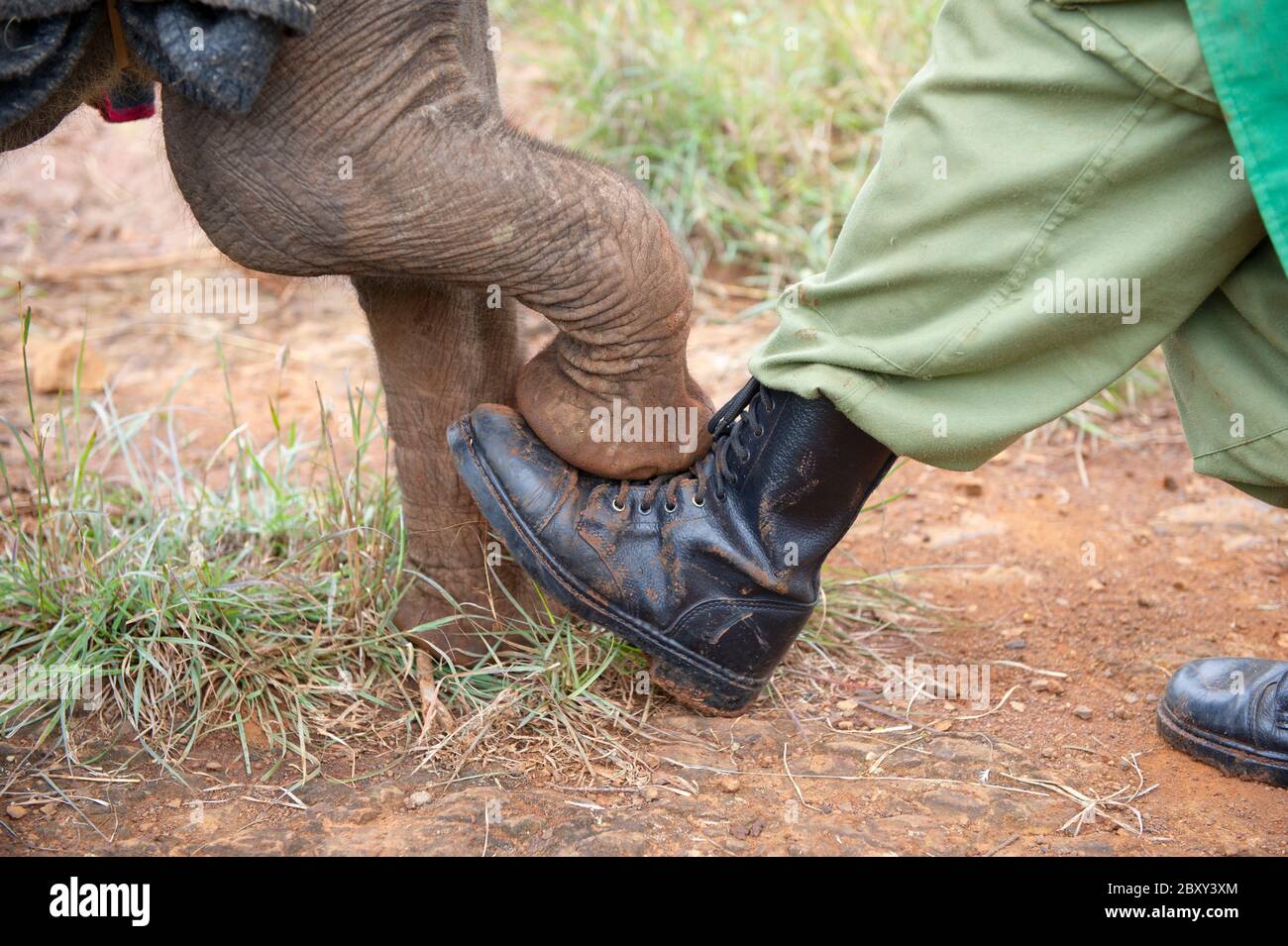 Sheldrick Wildlife Trust Nairobi Kenya Stock Photo