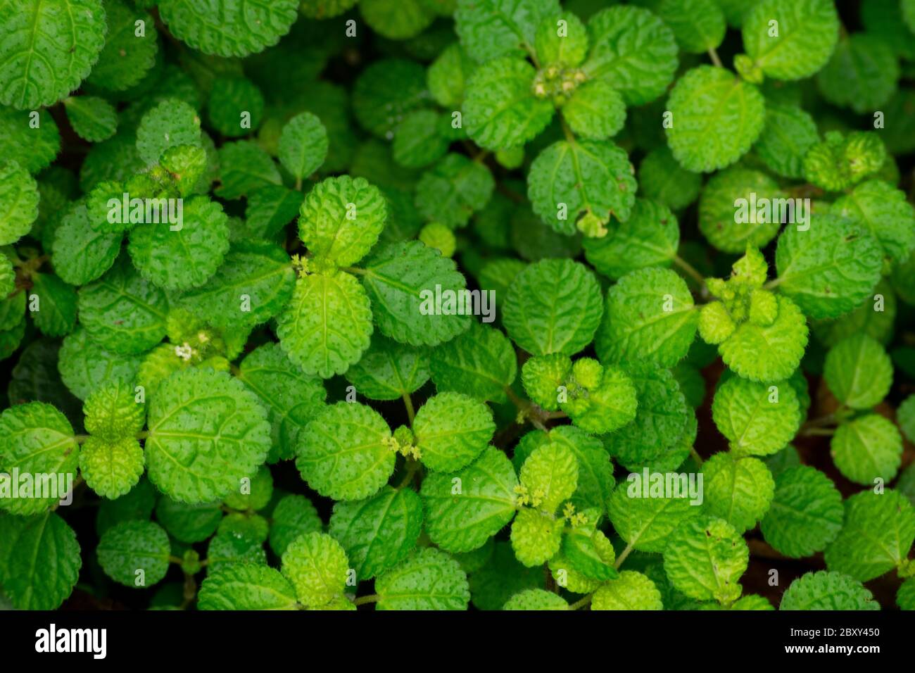 little round green leaves in close-up Stock Photo