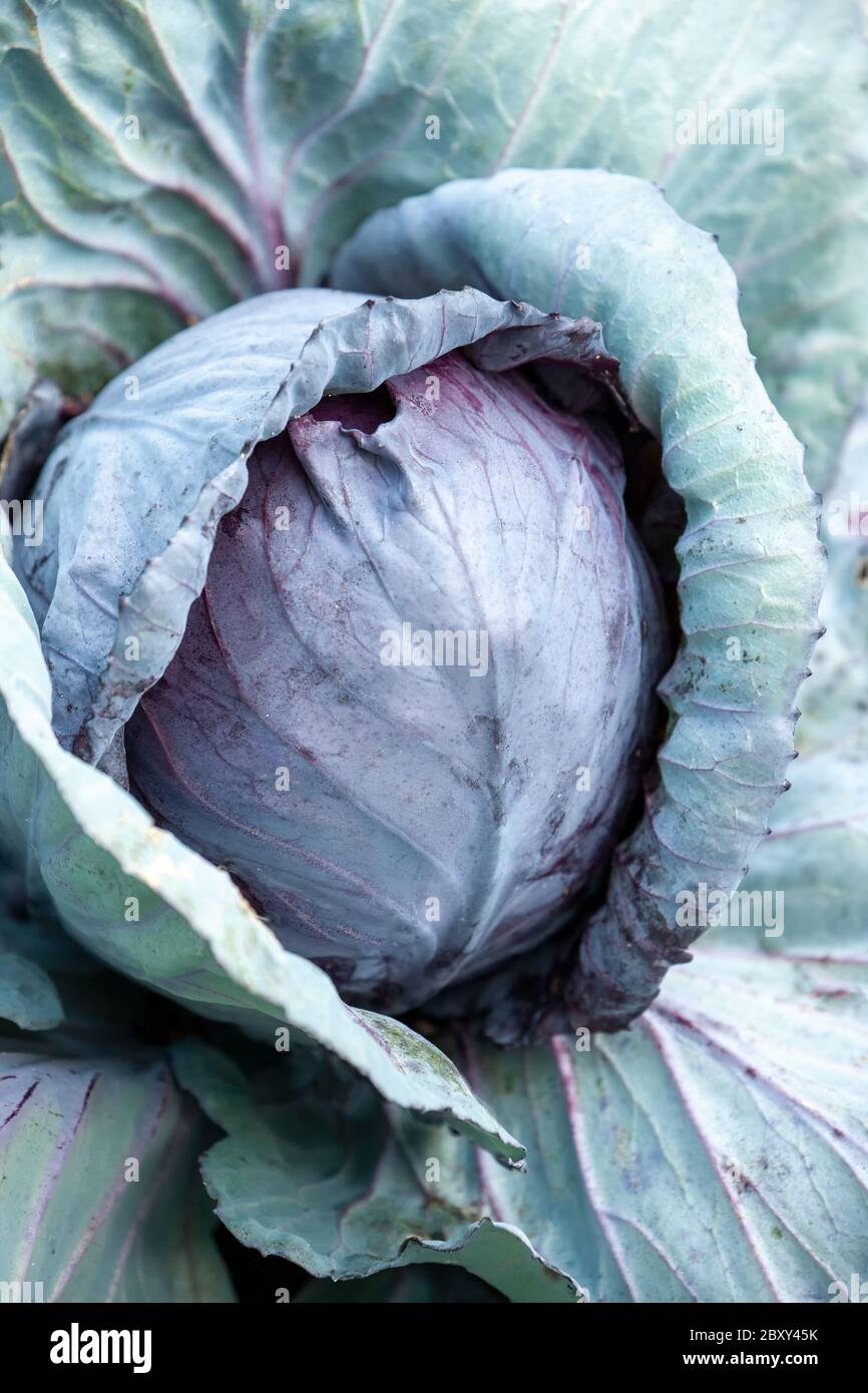 Ruby Ball cabbage head growing in a vegetable garden in Issaquah