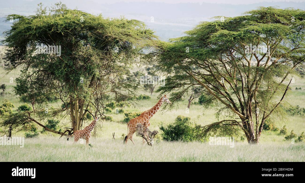 Giraffe feet hi-res stock photography and images - Alamy