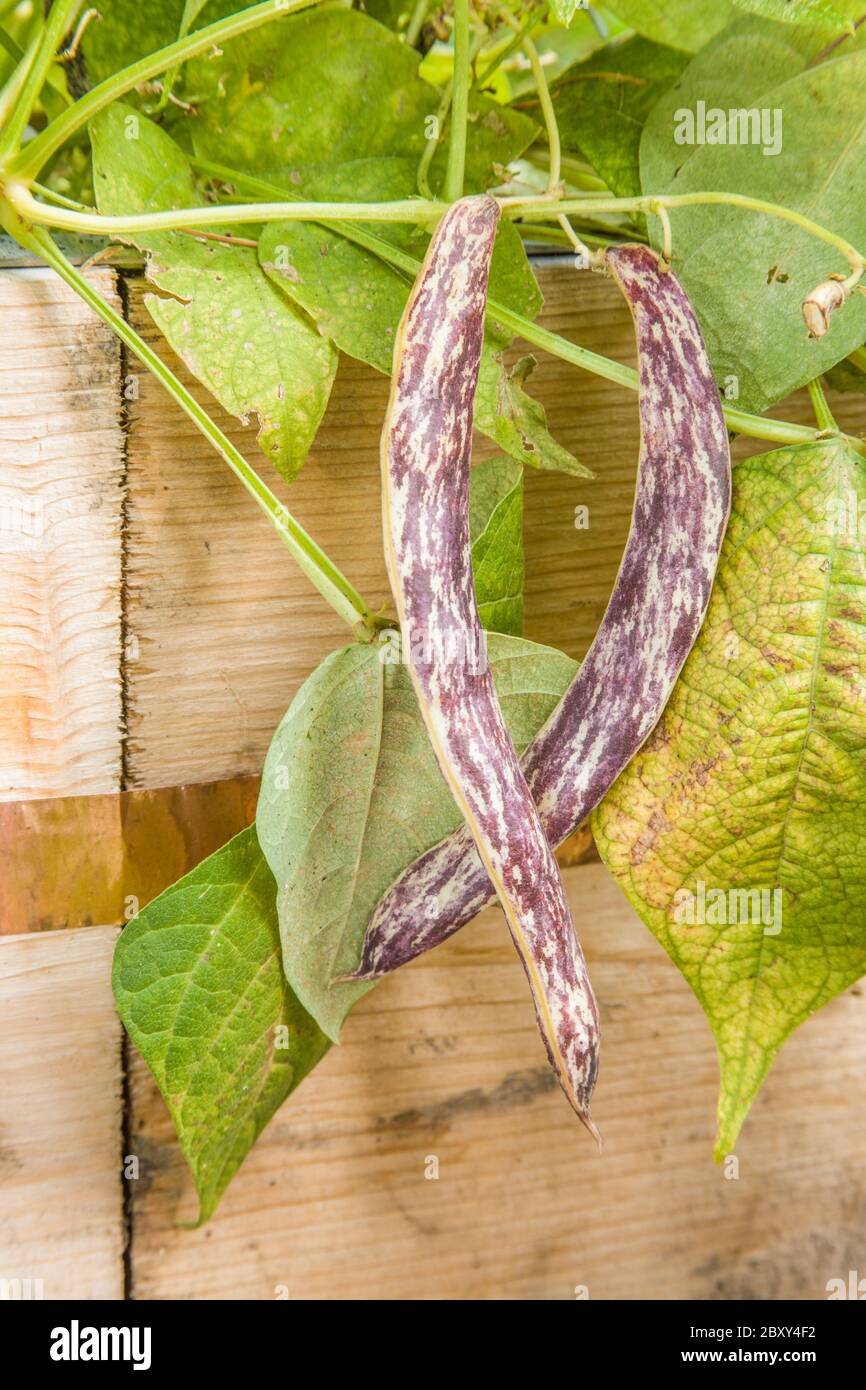 Dragon Tongue heirloom bush beans drying on the vine in a raised bed garden with slug repellant copper tape around the outside of it, in a vegetable g Stock Photo