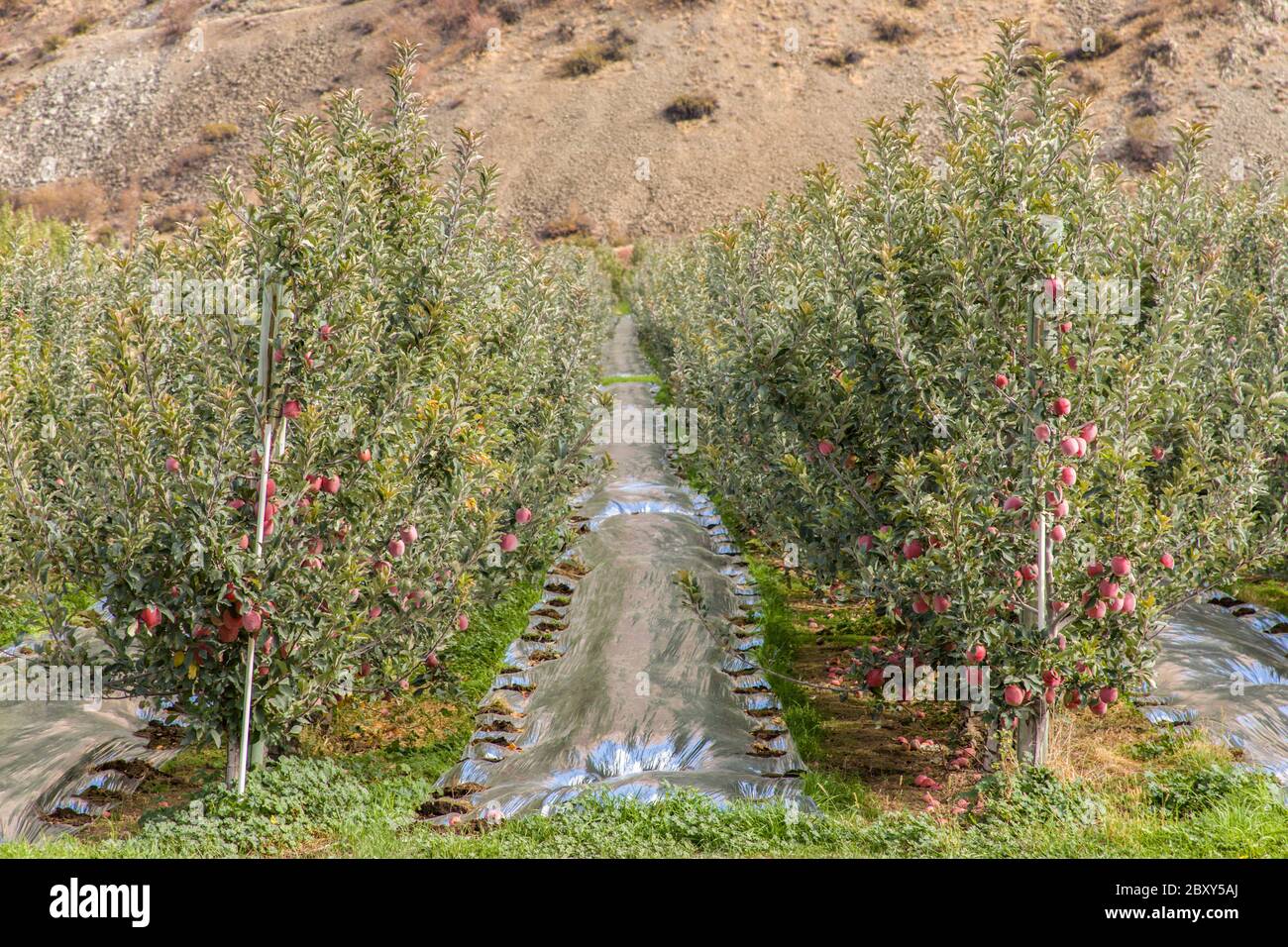 Apple trees in rows in applegrowing country on route 97 near Orondo