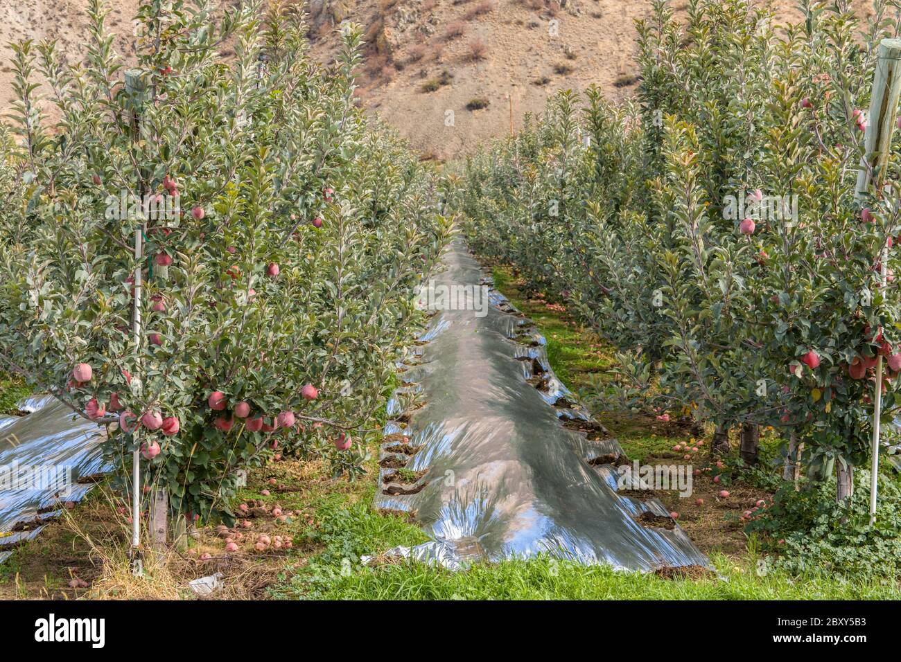 Apple trees in rows  in apple-growing country on route 97 near Orondo, Washington, USA.  Background is eastern Cascades. Stock Photo