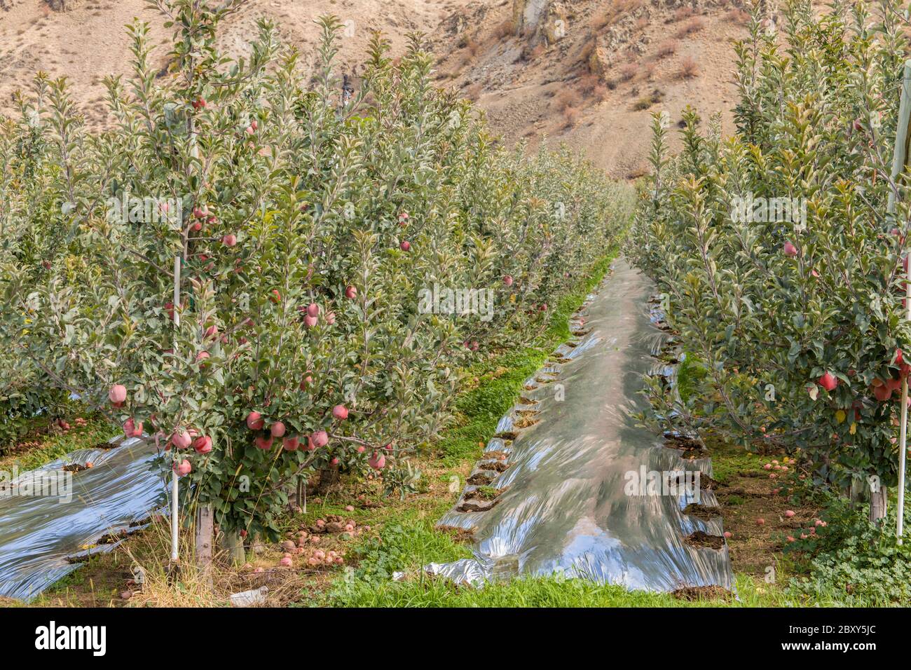 Apple trees in rows in applegrowing country on route 97 near Orondo, Washington, USA