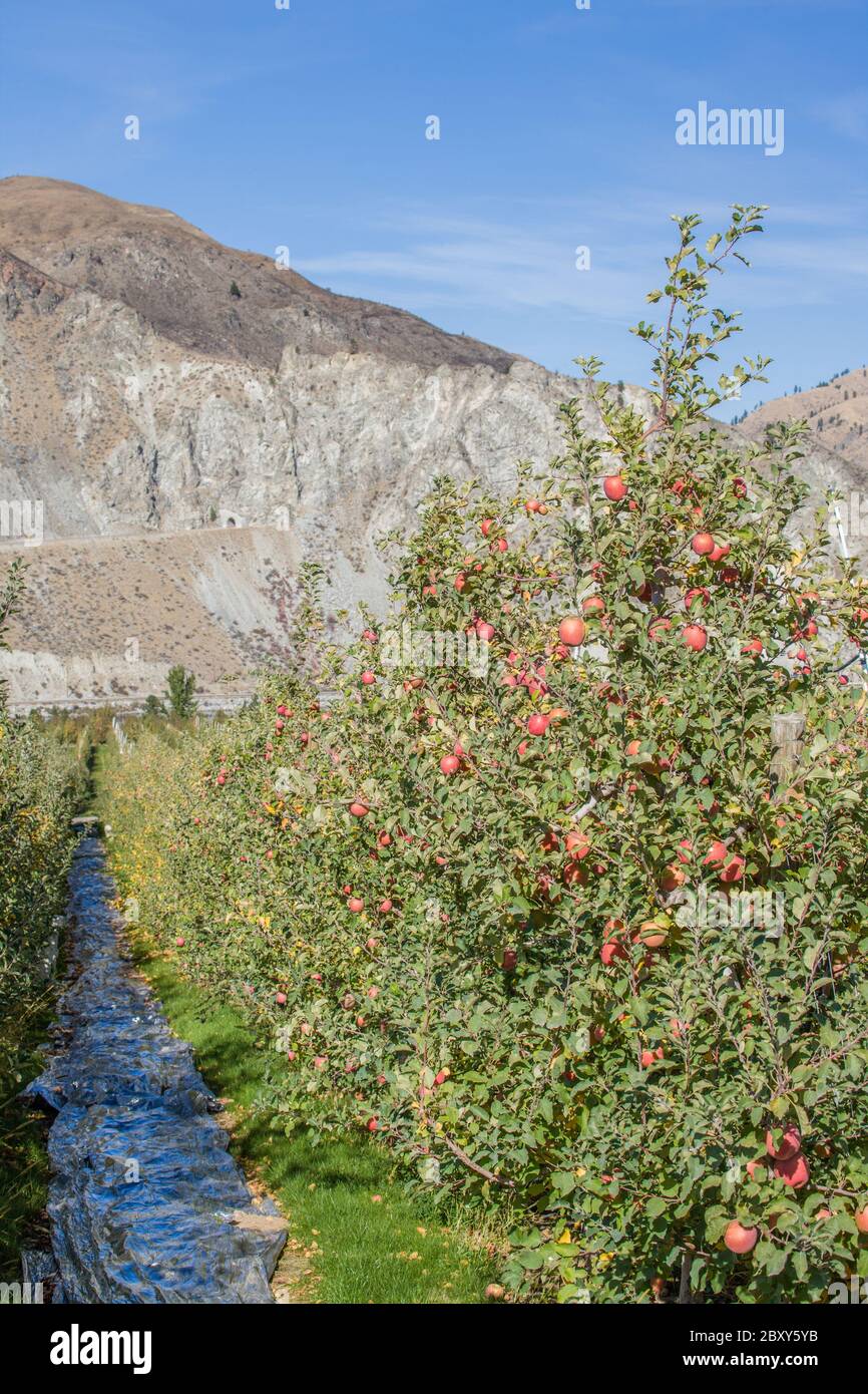 Apple trees in rows in applegrowing country on route 97 near Orondo