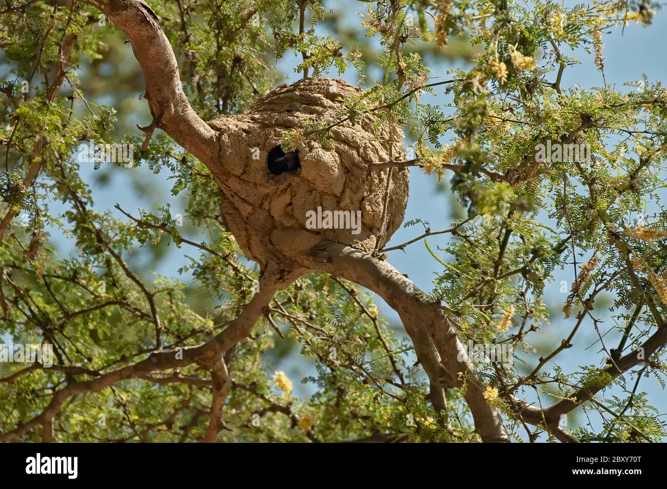 Bosque santuario hires stock photography and images Alamy