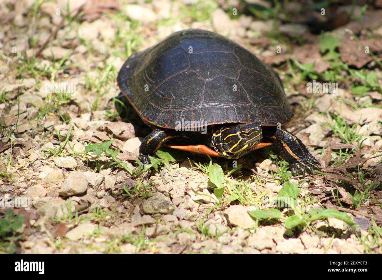 Wisconsin turtle hi-res stock photography and images - Alamy