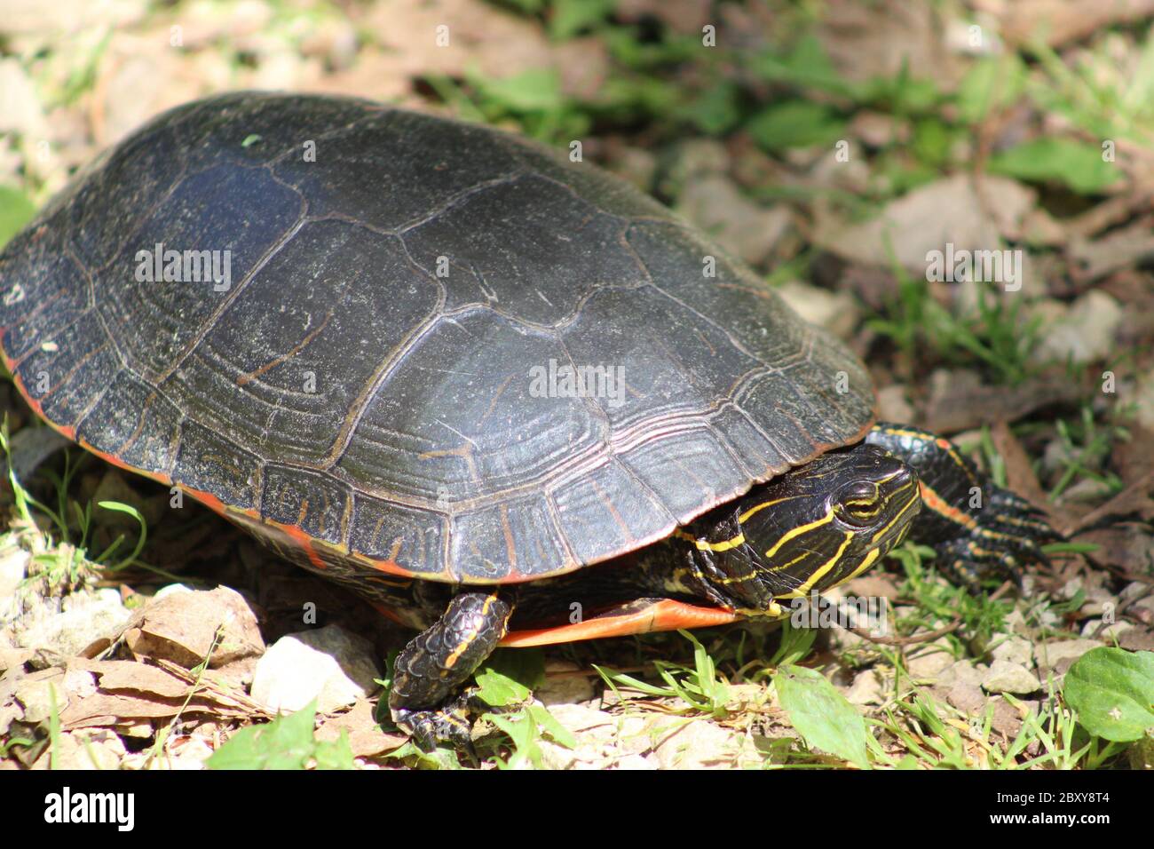 Wisconsin turtle hi-res stock photography and images - Alamy