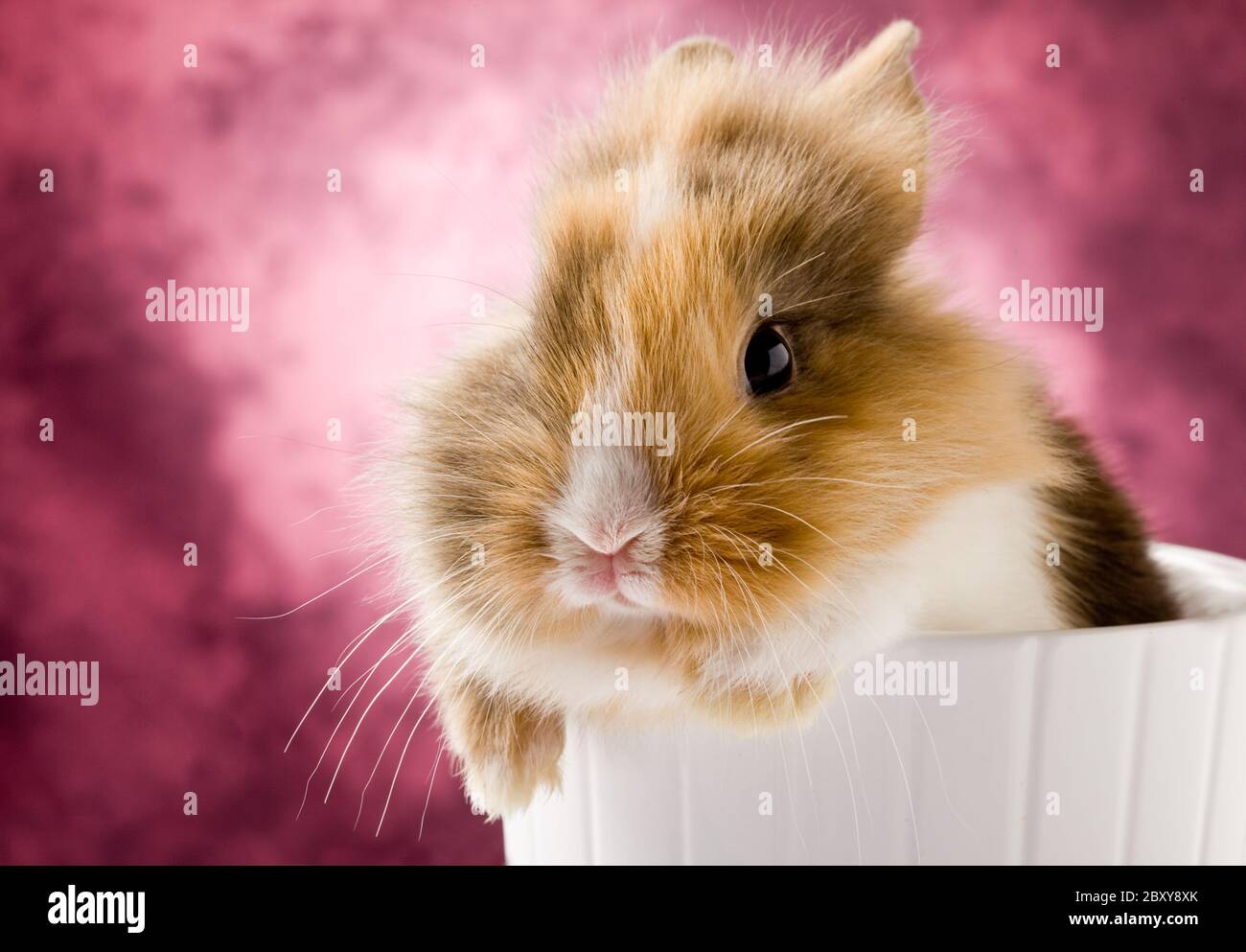 Dwarf Rabbit with Lion's head Stock Photo - Alamy