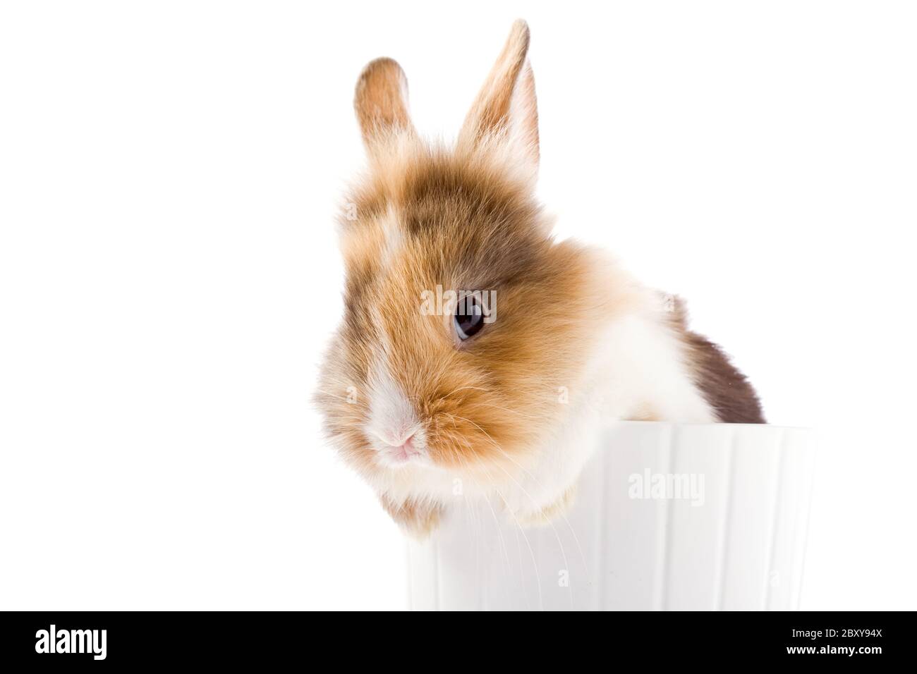 Dwarf Rabbit with Lion's head Stock Photo