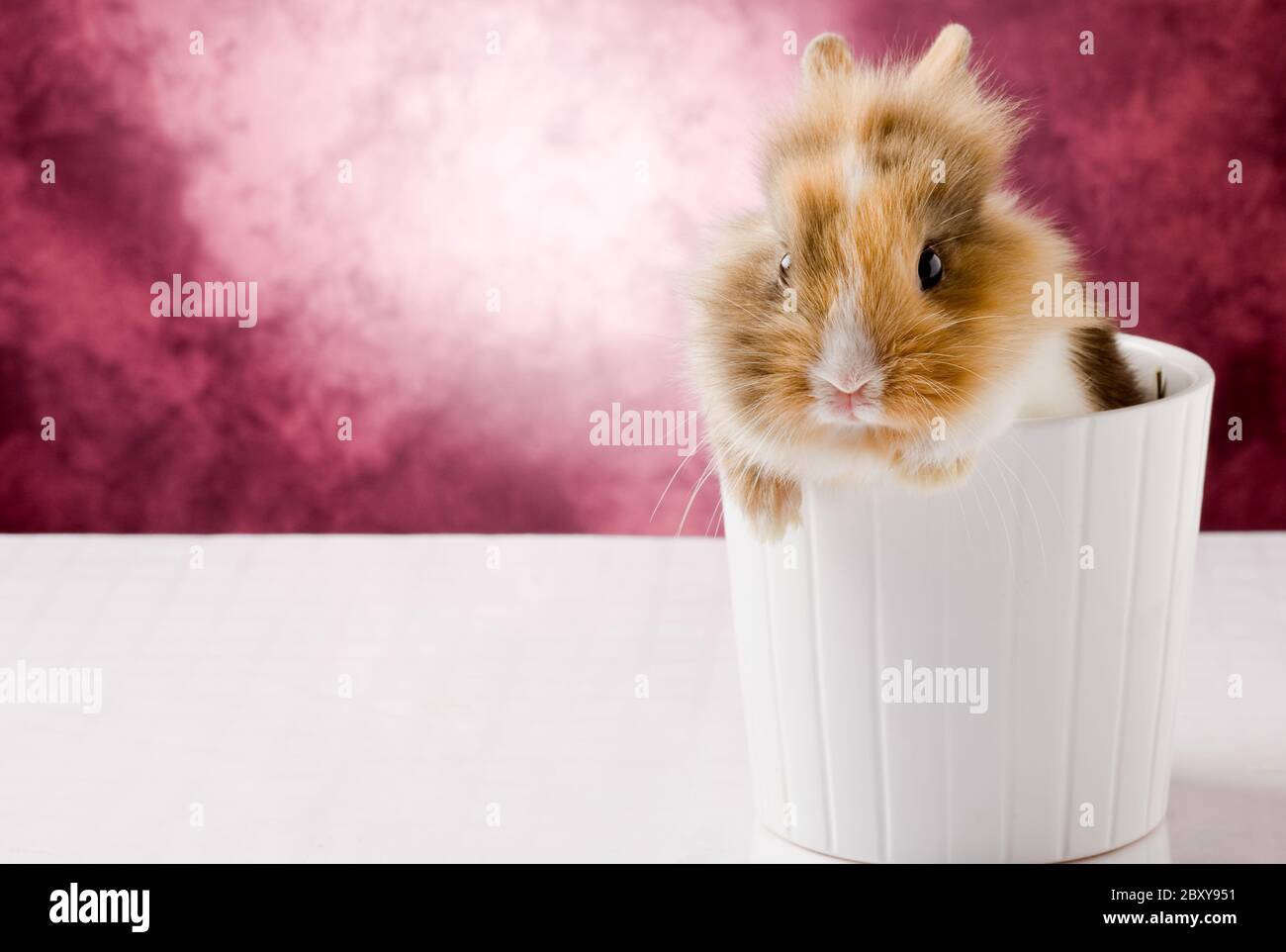 Dwarf Rabbit with Lion's head Stock Photo