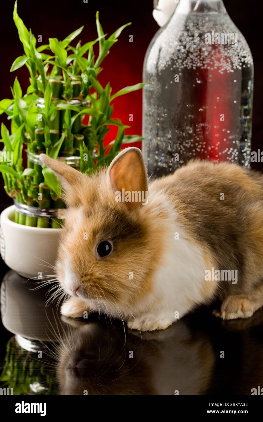 Dwarf Rabbit with Lion's head on glass table Stock Photo