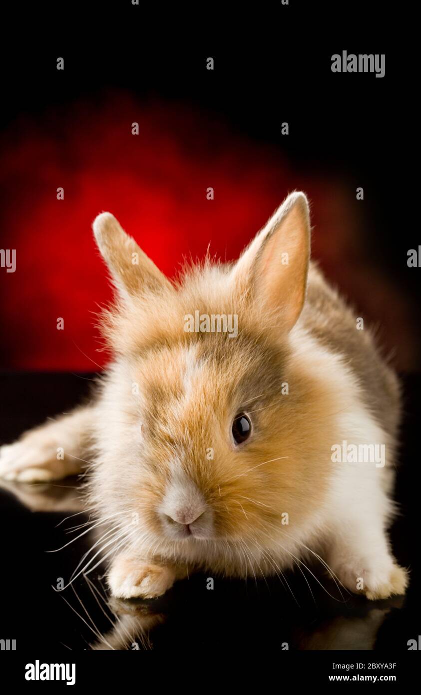 Dwarf Rabbit with Lion's head Stock Photo - Alamy