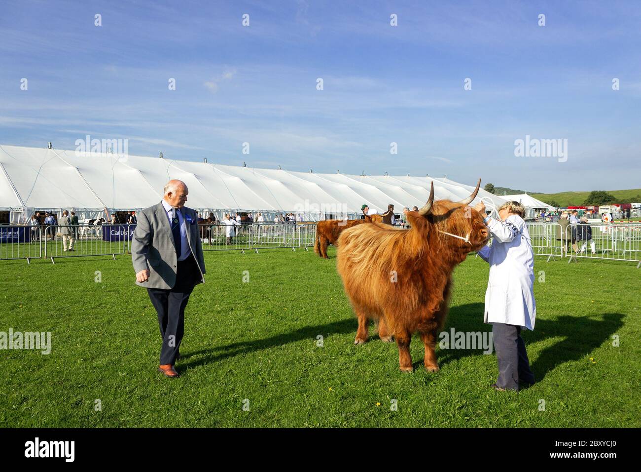 Highland Cattle judging at 2015 Westmorland County Show, Crooklands, Cumbria Stock Photo