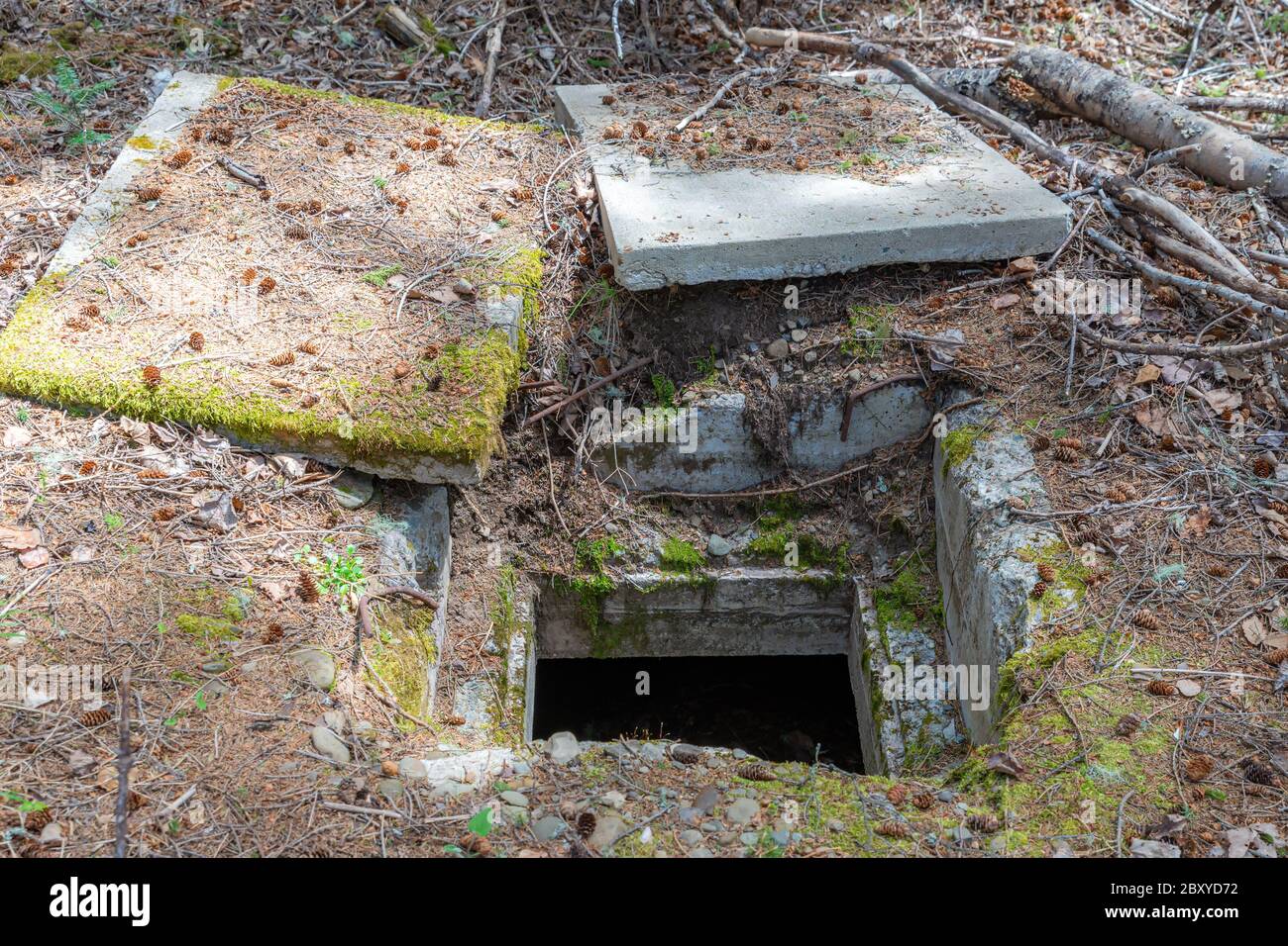 The entrance to an old underground concrete bunker. The entrance is open with two concrete covers on the ground. Situated in the woods. Stock Photo