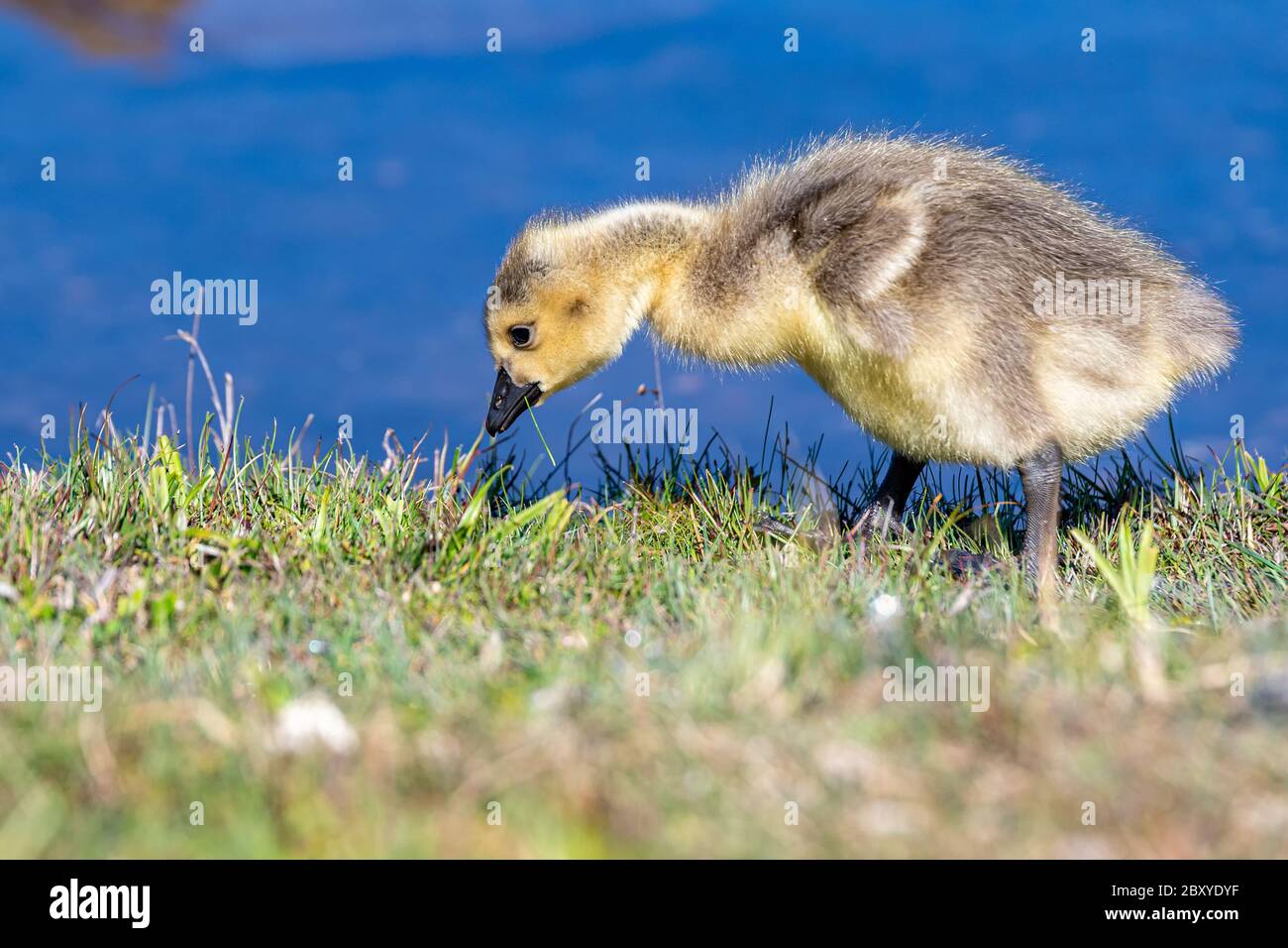 Baby Canada goose walking in short grass. He is looking down at the ground. Blue water in the background. Stock Photo