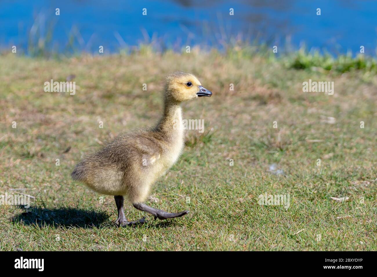 Baby Canada goose walking in short grass. He is looking ahead, one foot raised. Blue water in the background. Stock Photo