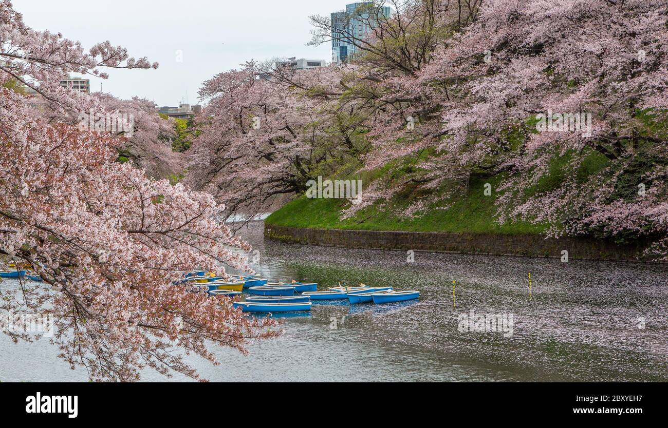 Recreational boats during cherry blossom season at Chidorigafuchi in Tokyo, Japan Stock Photo