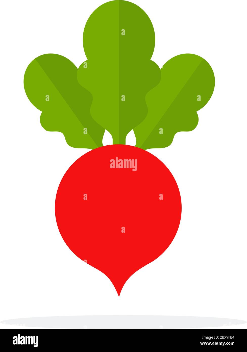 Red Sugar beet Stock Vector Image & Art Alamy