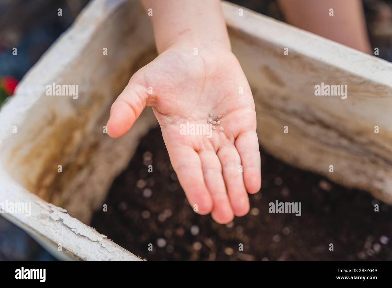 close up of a child hand holding few seeds with background blur of white clay pot, garden plants in backyard Stock Photo