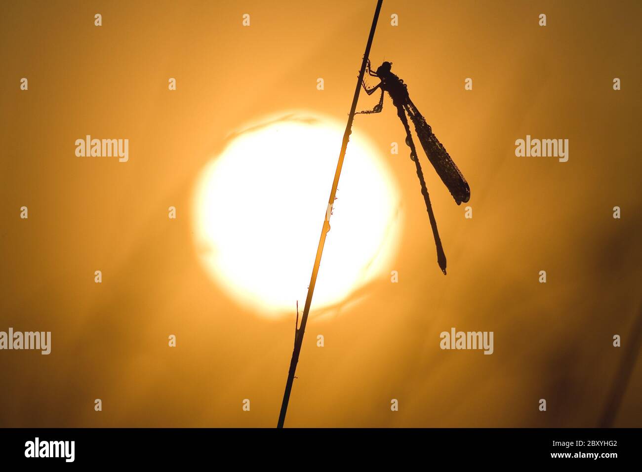 Slender Maidfly, Sunset, Zygoptera, Damselfly, Grass stalk, Sun set, Germany, Germany Stock Photo