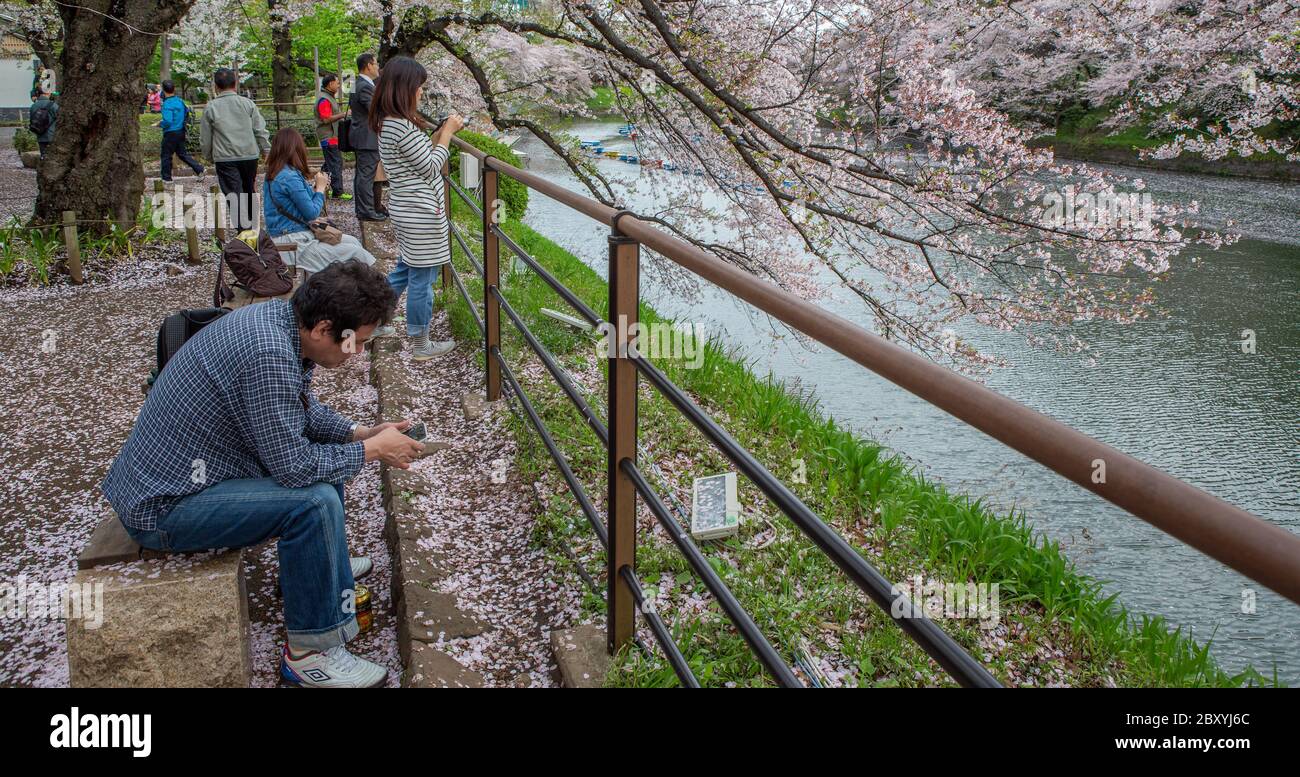 People enjoying cherry blossom season at Chidorigafuchi, Tokyo, Japan Stock Photo