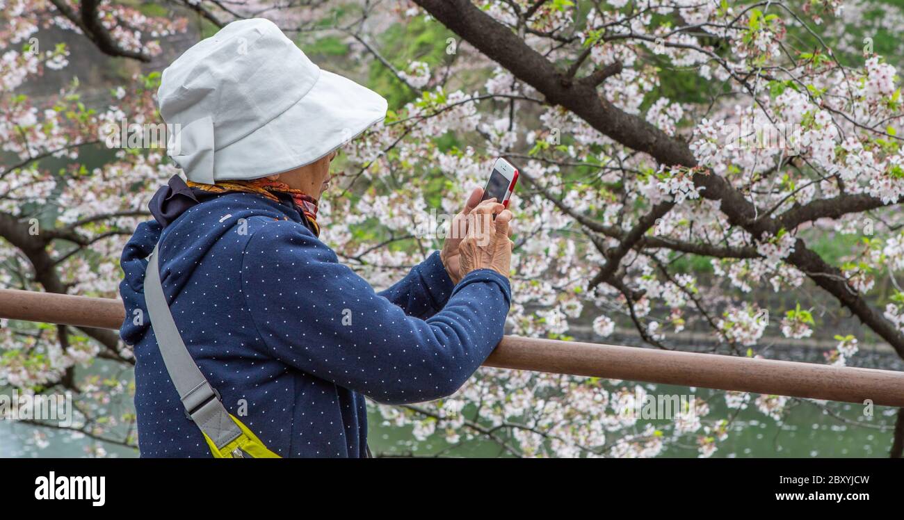 People enjoying cherry blossom season at Chidorigafuchi, Tokyo, Japan Stock Photo