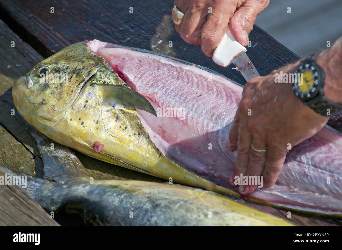 Dolfinfish Stock Photo