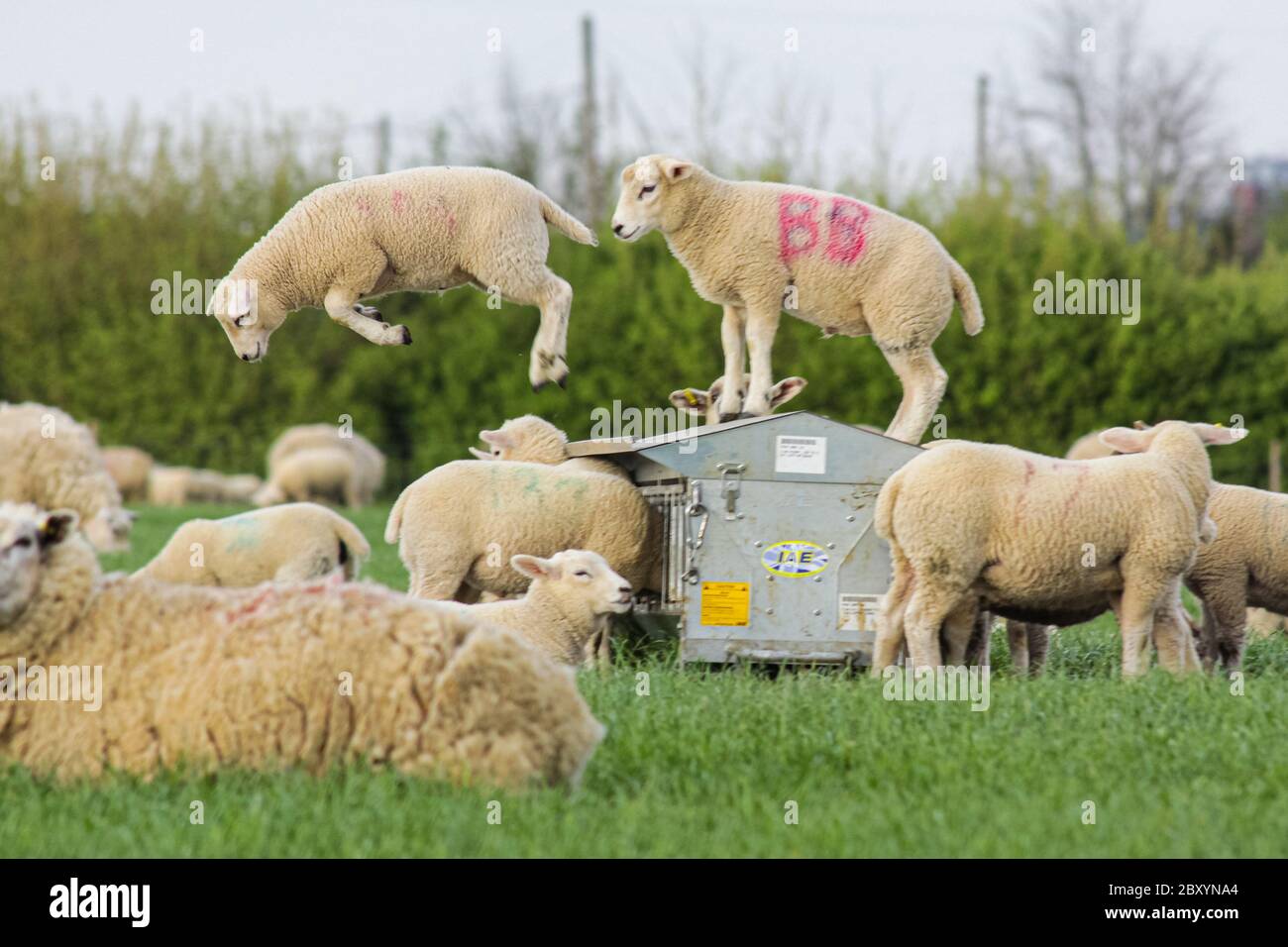Spring Lambs Jumping off their feeding trough in a green field full of