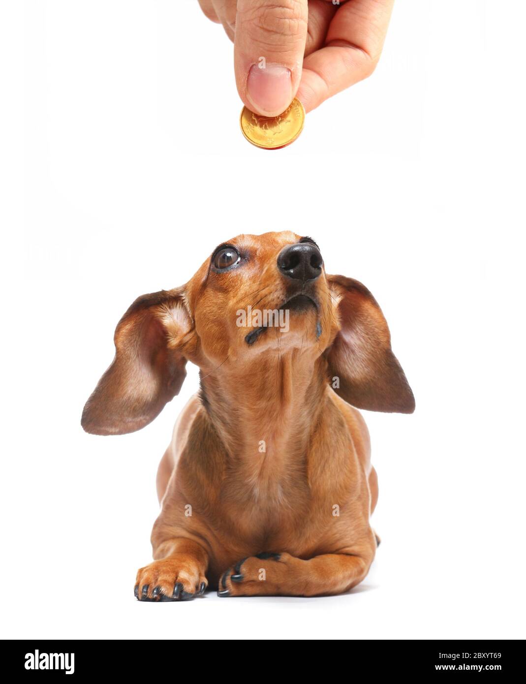 dachshund dog looking to money Stock Photo
