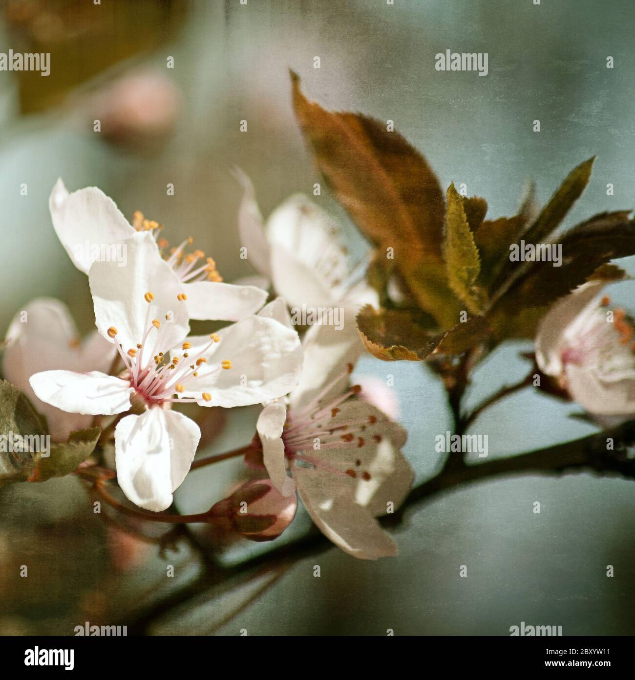 blood plum blooms at a branch Stock Photo