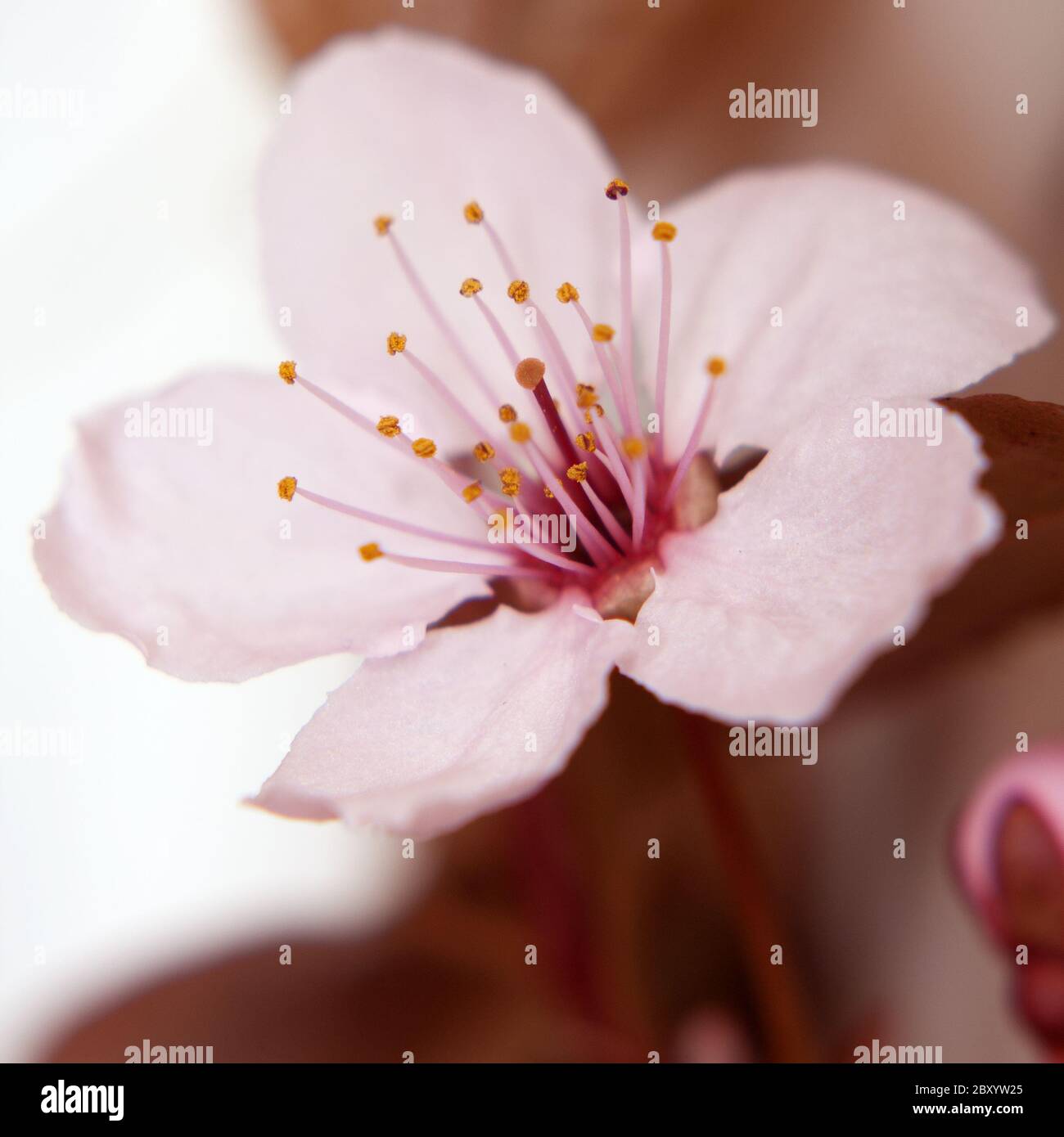 blood plum blooms macro Stock Photo