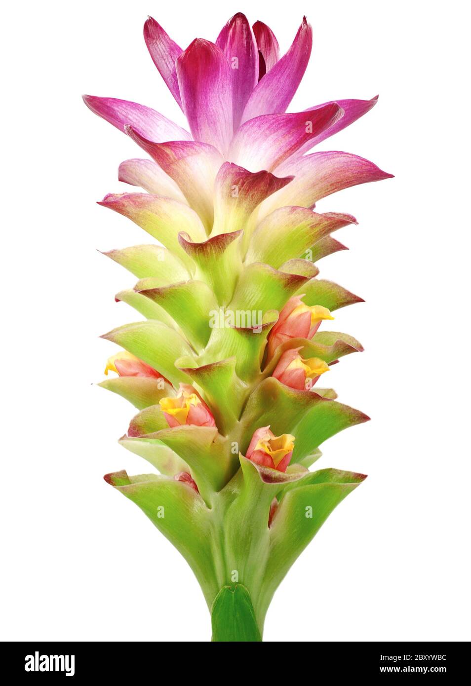 Turmeric leaf hires stock photography and images Alamy