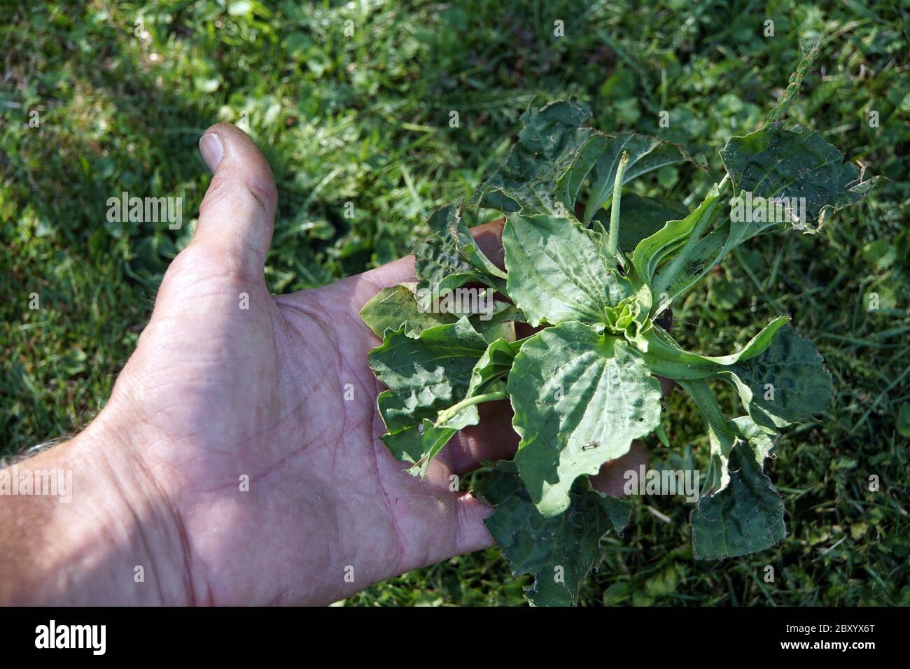 Breitwegerich (Plantago major) - Hobbygärtner entfernt eine Pflanze vom Rasen Stock Photo