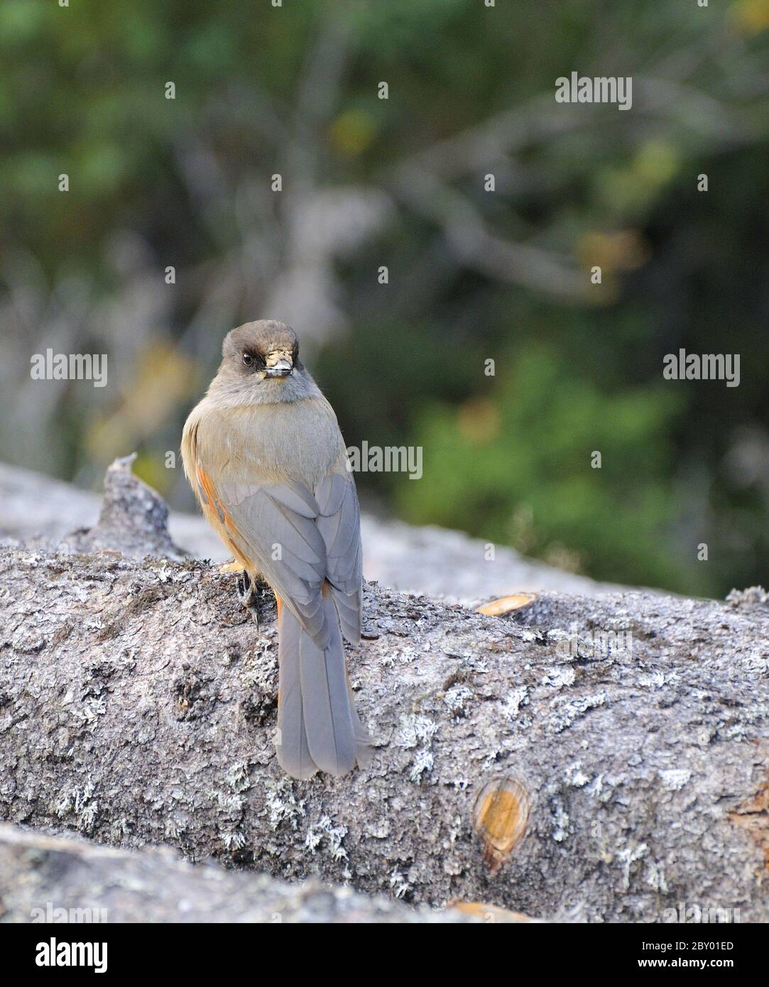 Siberian Jay Stock Photo