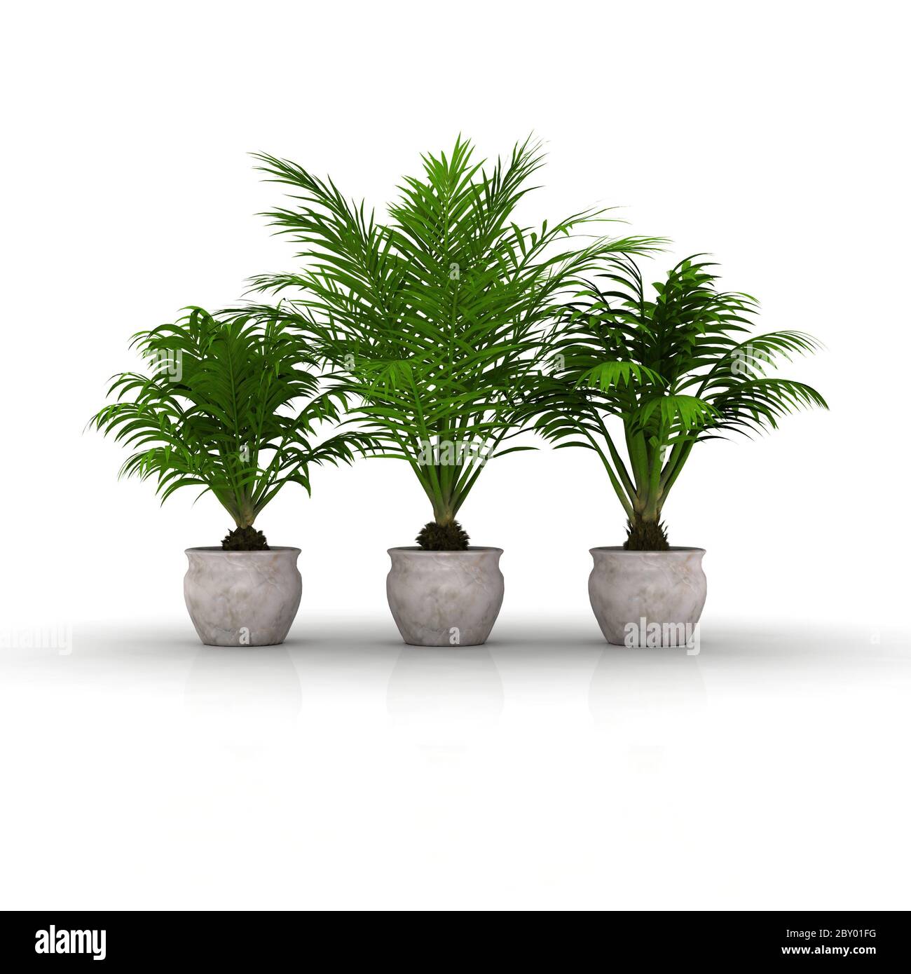3 flower pots with palm trees Stock Photo Alamy