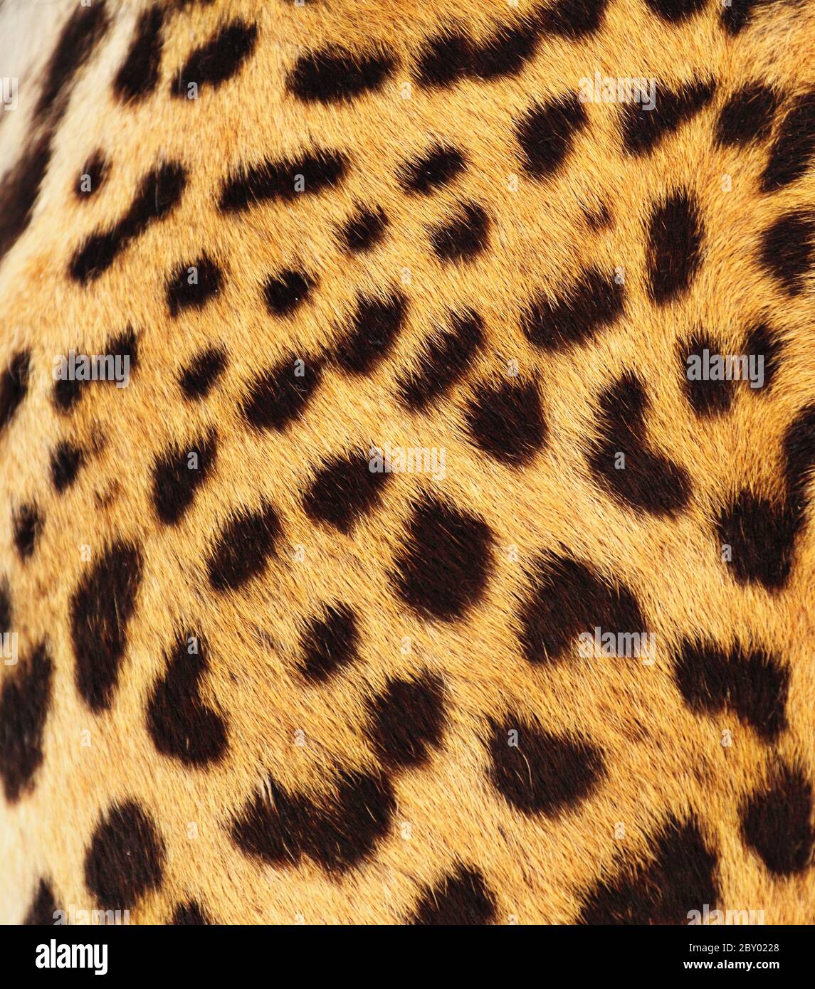 real leopard skin