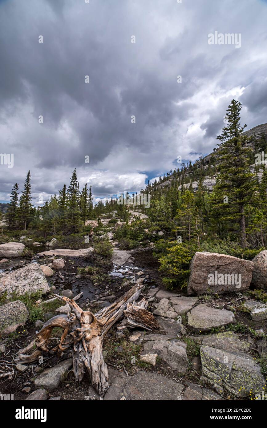 Conifer Tree Deadfall near Mill's Pond in Rocky Mountain Nation Park