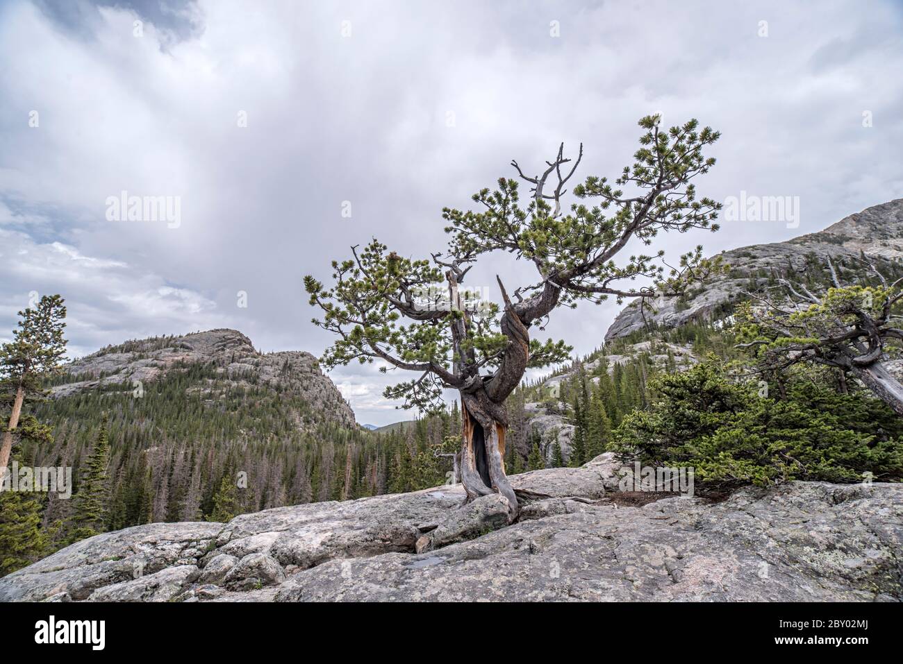 Wind-twisted Conifer Tree on the Trail to Mill's Pond, Rocky Mountain National Park, Colorado Stock Photo