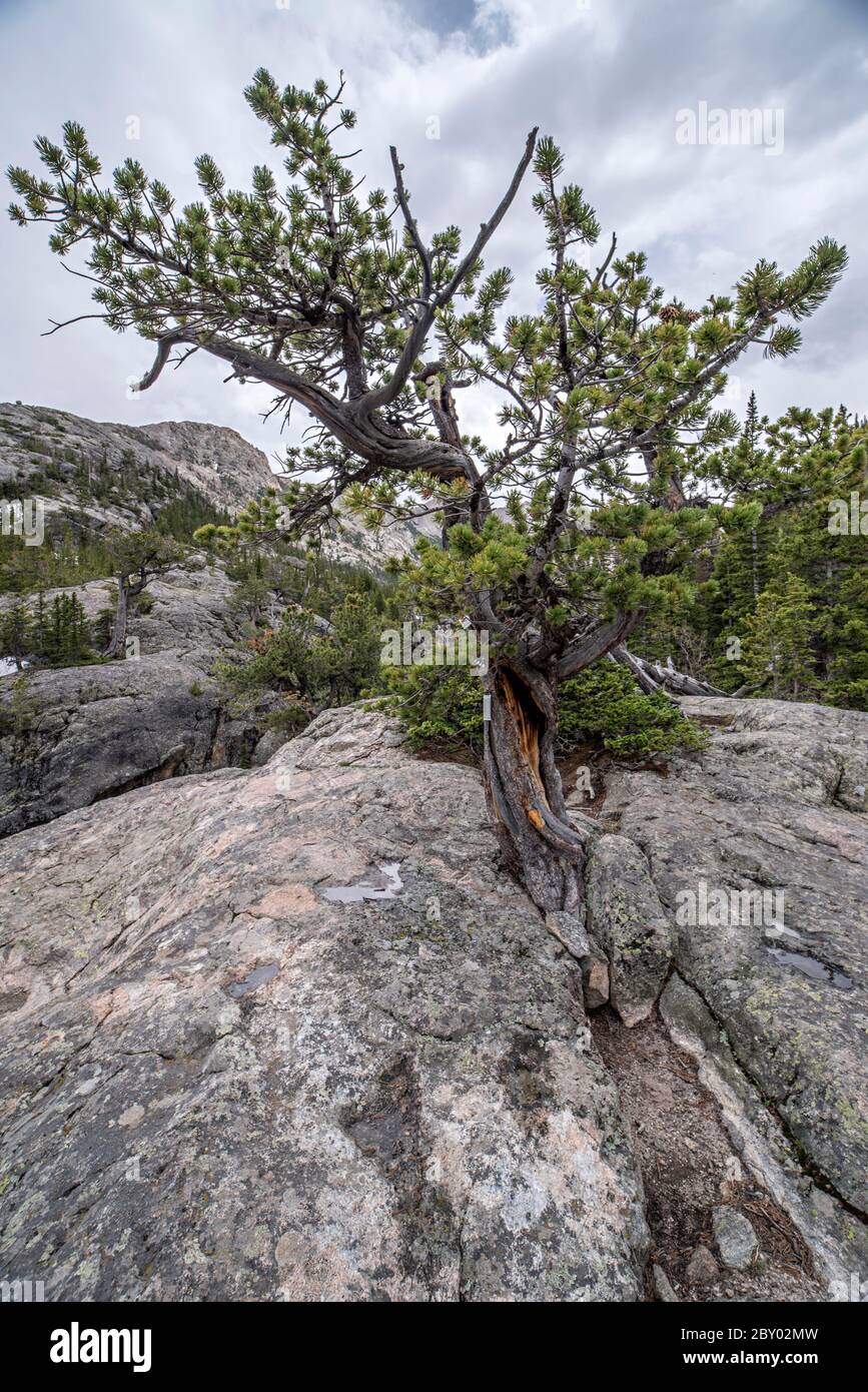 Wind-twisted Conifer Tree on the Trail to Mill's Pond, Rocky Mountain National Park, Colorado Stock Photo