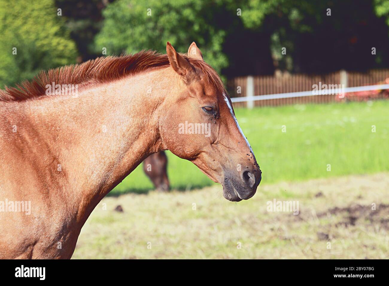 Sad horse hires stock photography and images Alamy