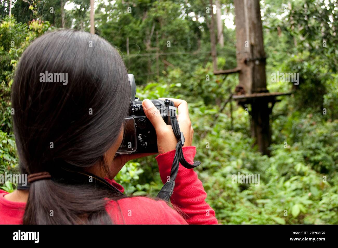 Female tourist (model released) photographing and watching Orangutans, Pongo pygmaeus, on feeding platform, Sepilok Orangutan Rehabilitation Centre, S Stock Photo