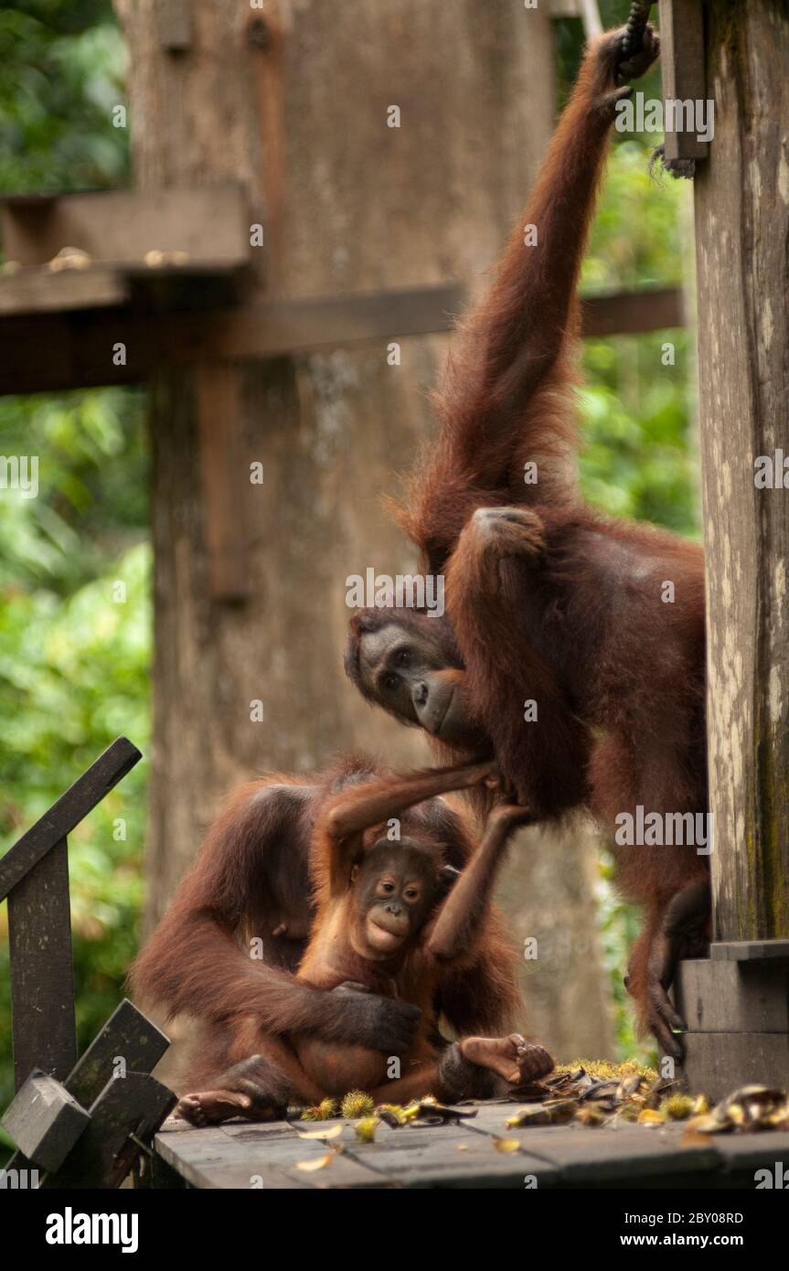 Orangutans, Pongo pygmaeus, with baby on feeding platform, Sepilok Orangutan Rehabilitation Centre, Sandakan, Sabah, Borneo, Malaysia Stock Photo