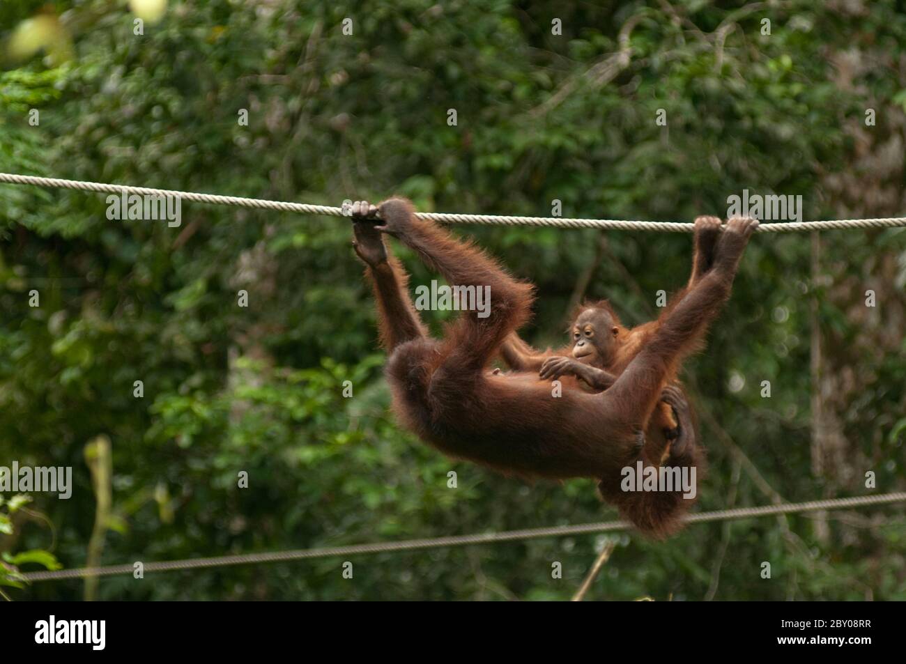 Orangutan, Pongo pygmaeus, with baby on rope, Sepilok Orangutan Rehabilitation Centre, Sandakan, Sabah, Borneo, Malaysia Stock Photo