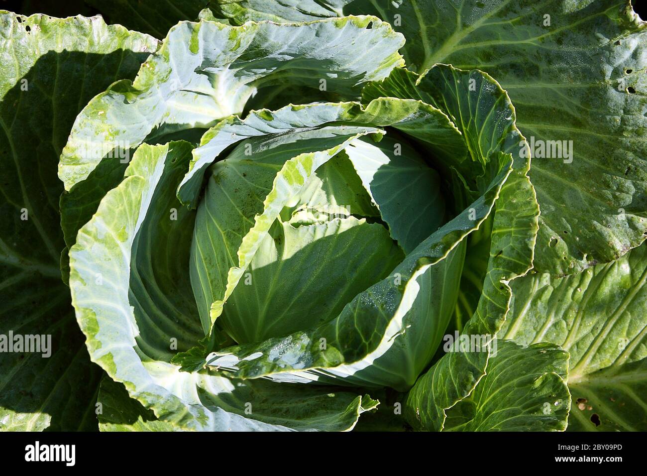 Abstract cabbage hi-res stock photography and images - Alamy