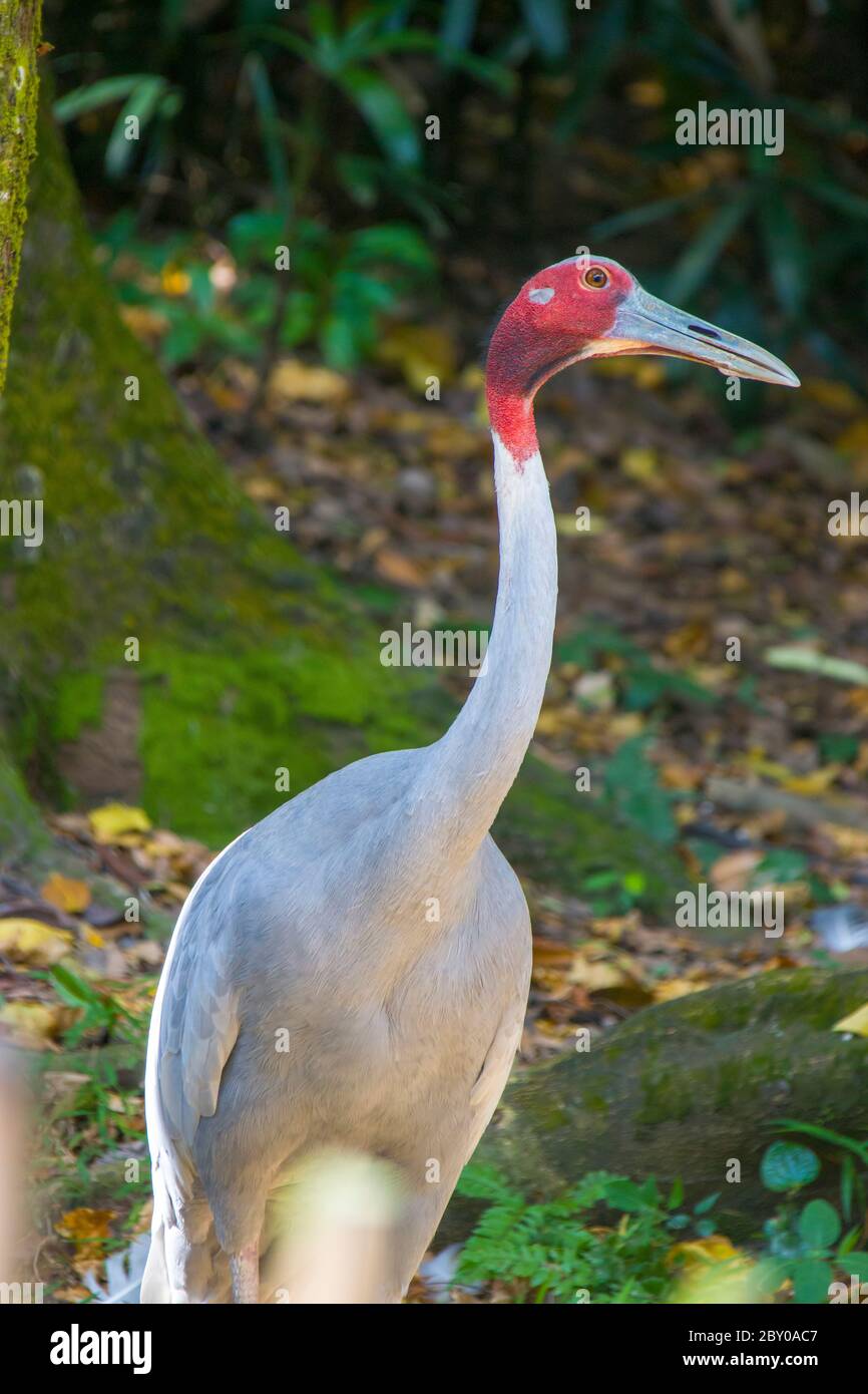 The sarus crane is a large non-migratory crane found in parts of the Indian Subcontinent, Southeast Asia and Australia, the tallest of the flying bird Stock Photo