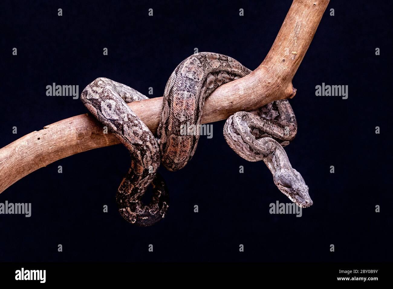 The boa constrictor is a fish snake that can reach an adult size of 2