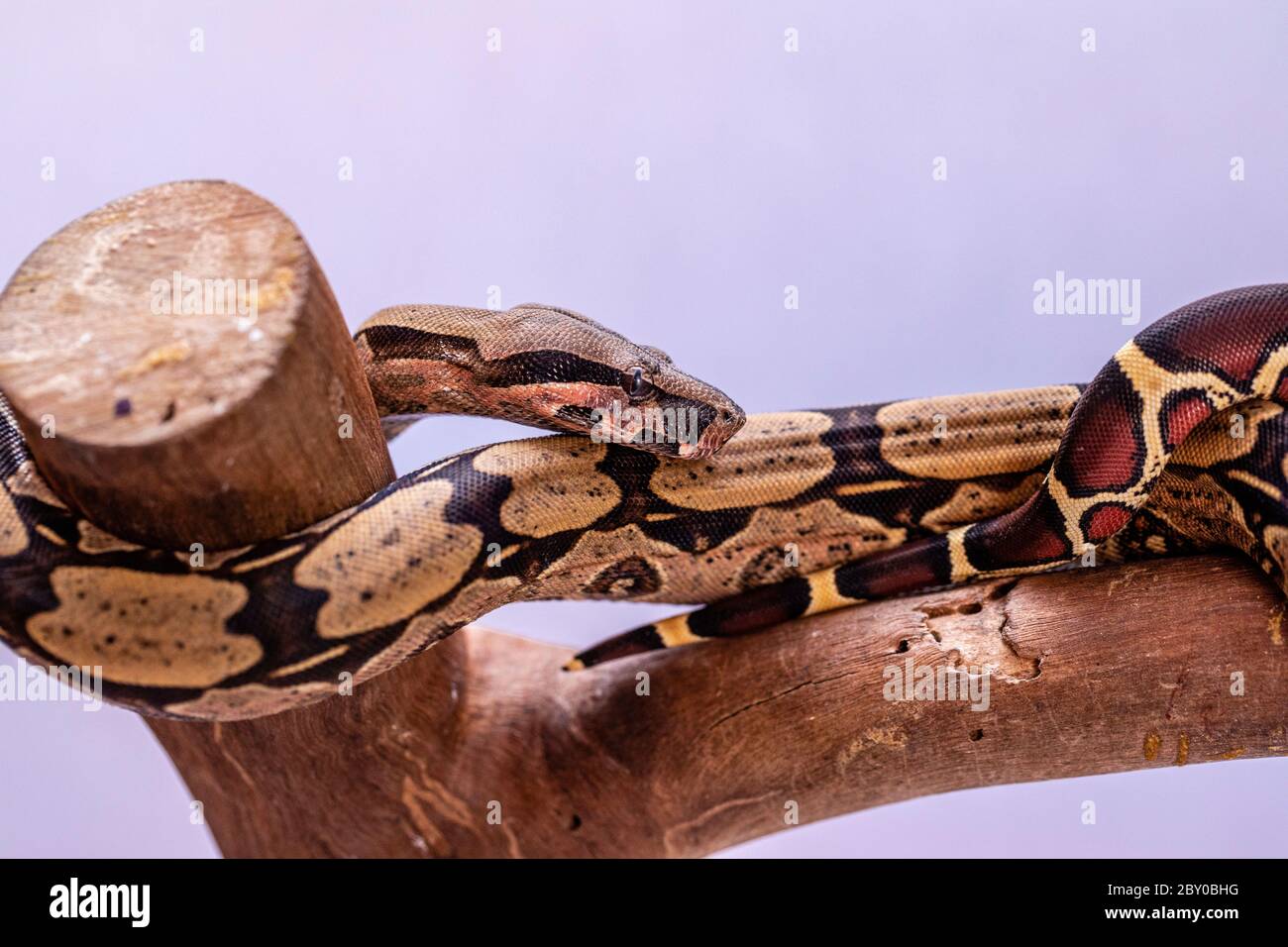The boa constrictor (Boa constrictor), also called the red-tailed boa or the common boa, is a species of large, non-venomous, heavy-bodied snake that Stock Photo