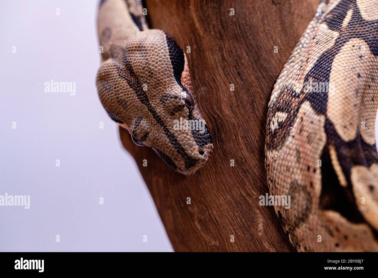 The boa constrictor (Boa constrictor), also called the red-tailed boa or the common boa, is a species of large, non-venomous, heavy-bodied snake that Stock Photo