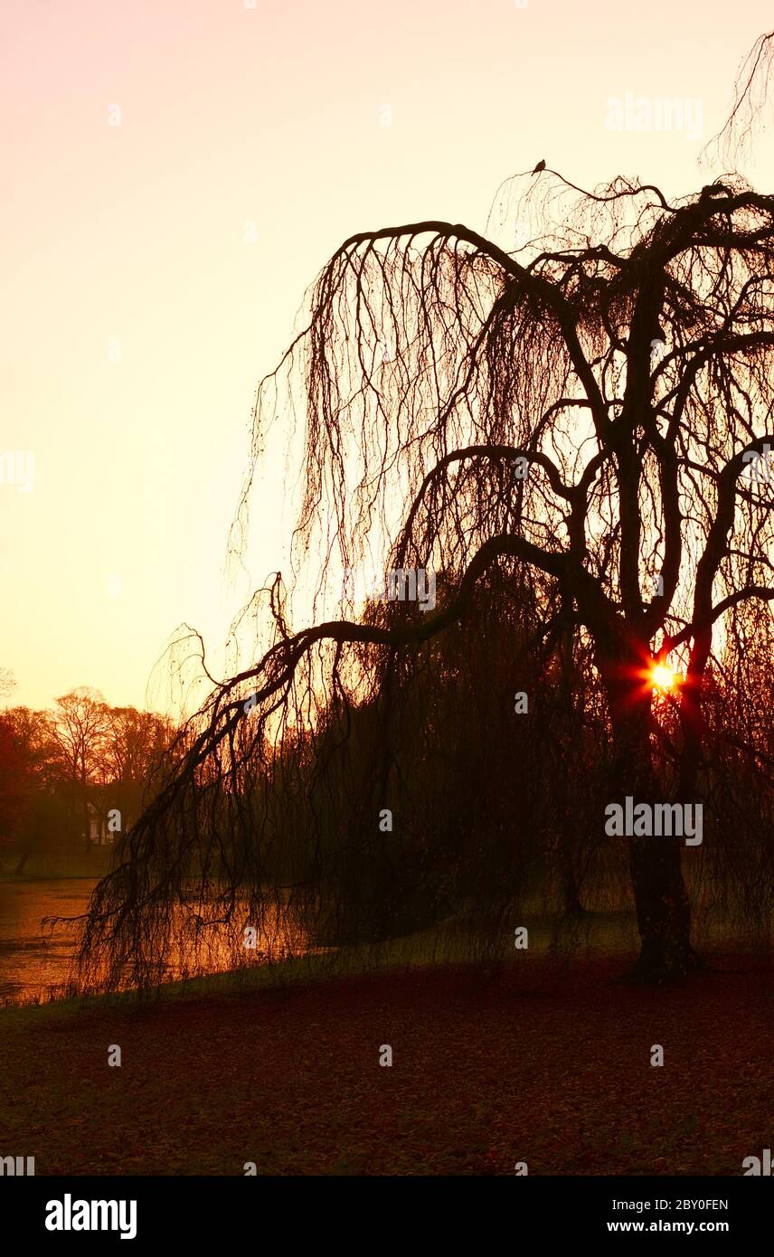 Tree in silhouette hi-res stock photography and images - Alamy